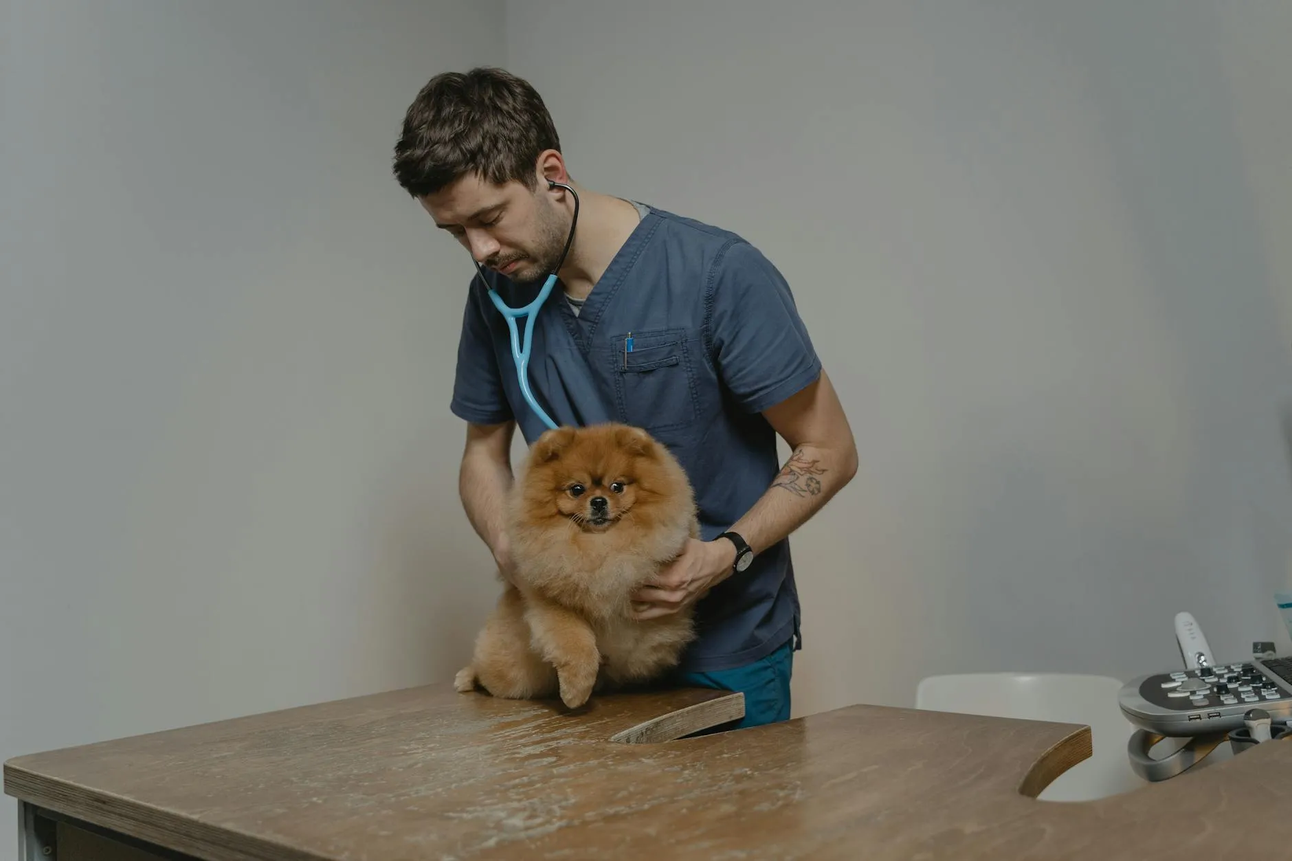 Santé et prévention canine