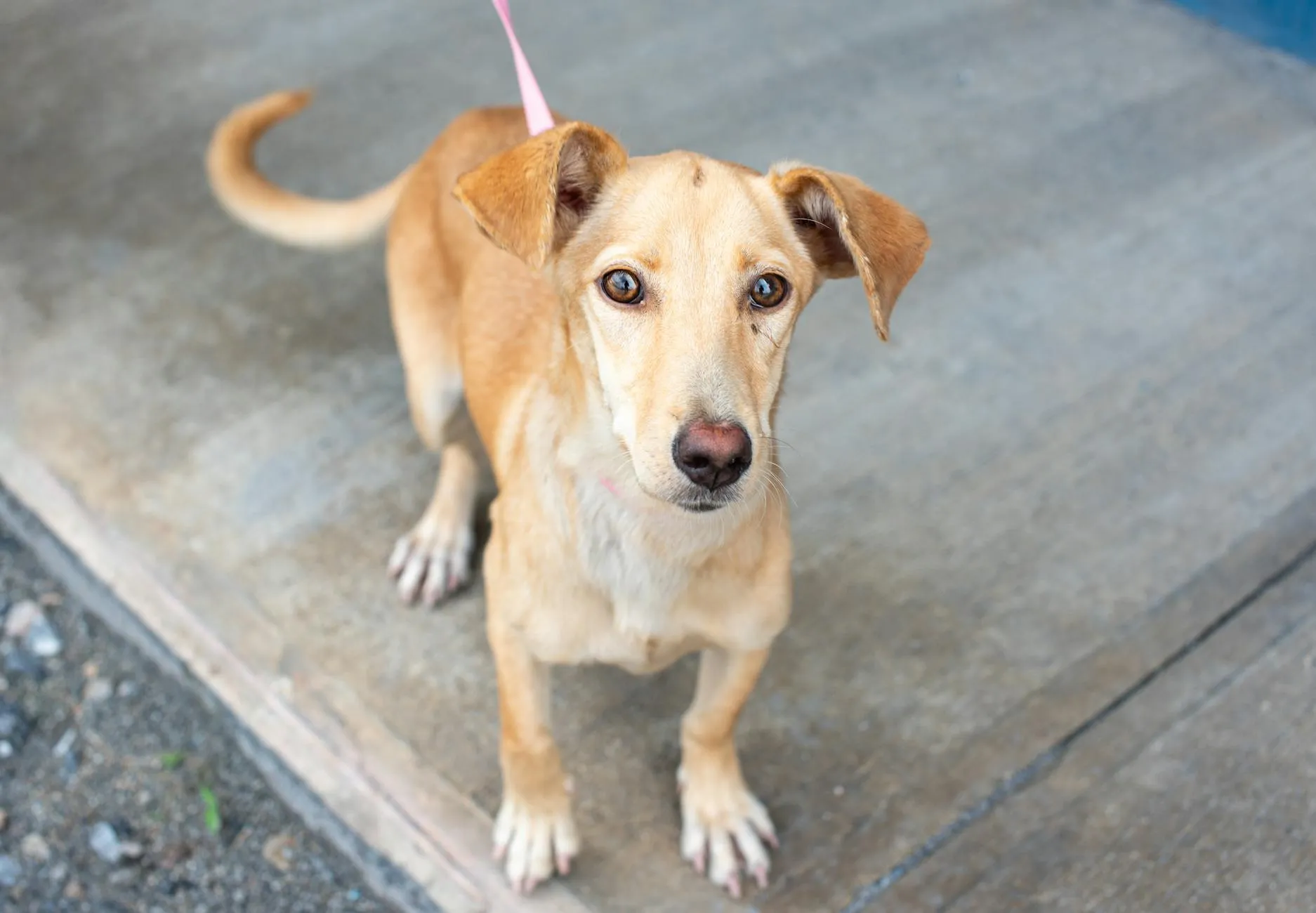 Chien croisé adoption