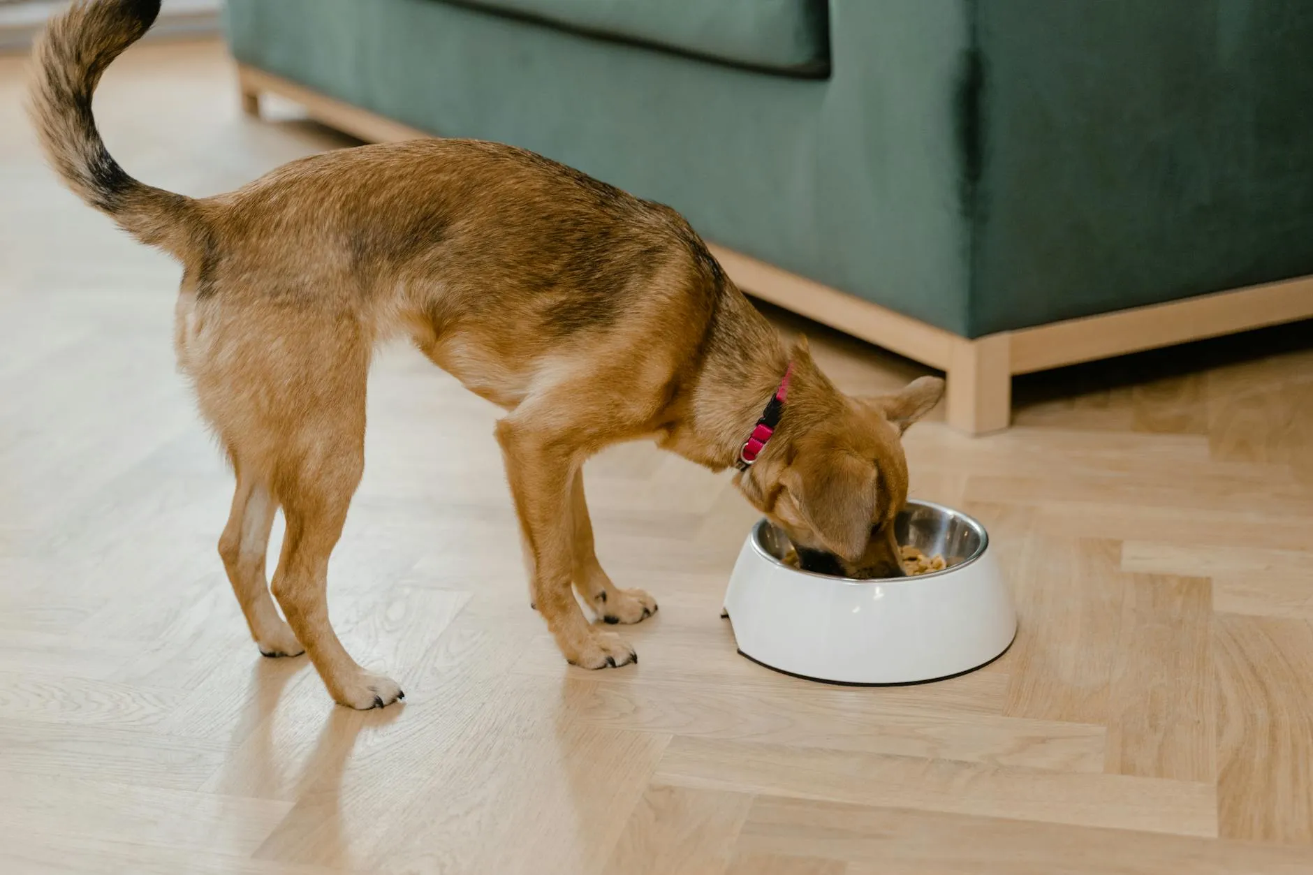 Chien heureux en bonne santé