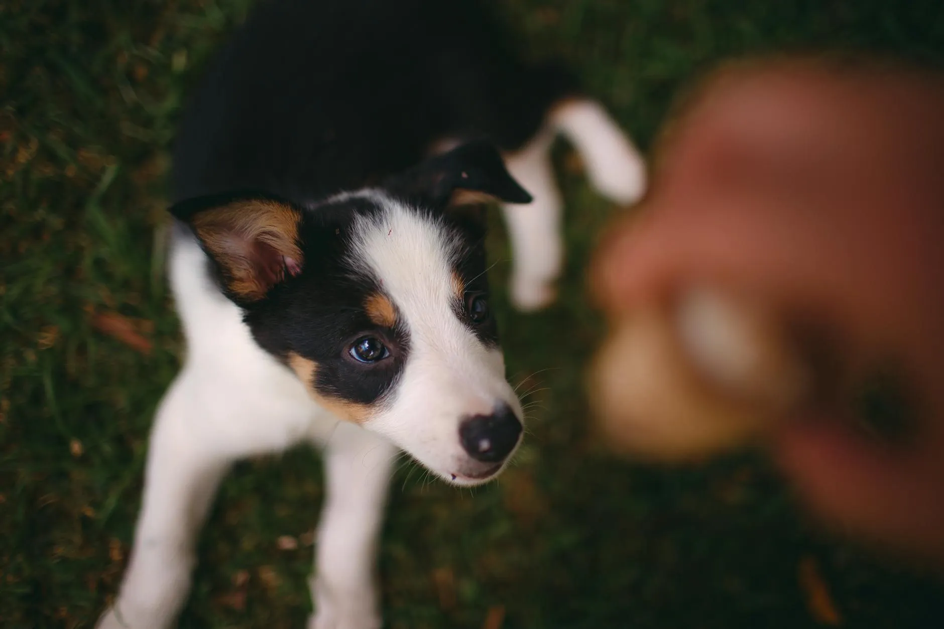 Chiot à l'école d'éducation
