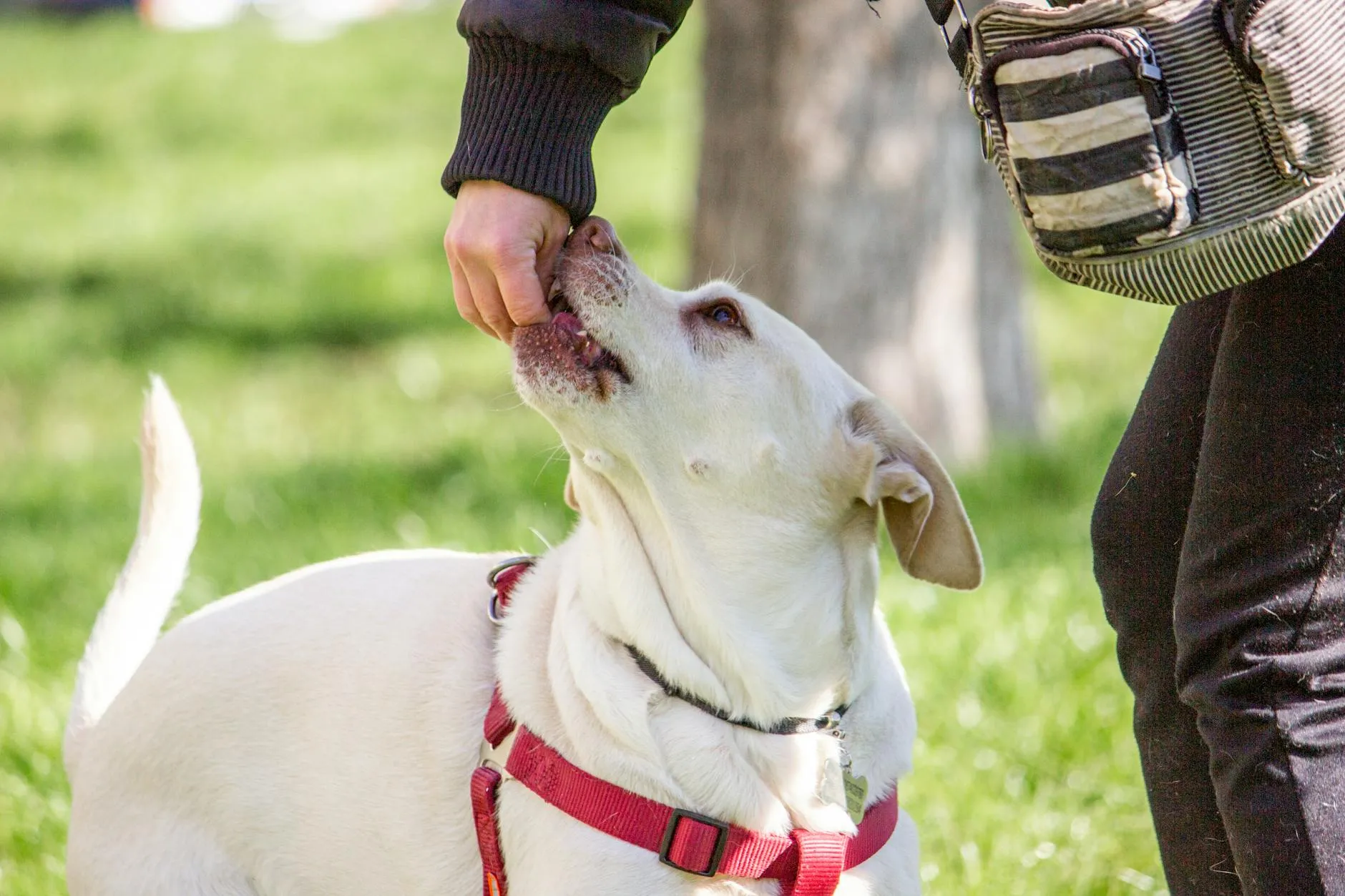 Récompense positive pour chien