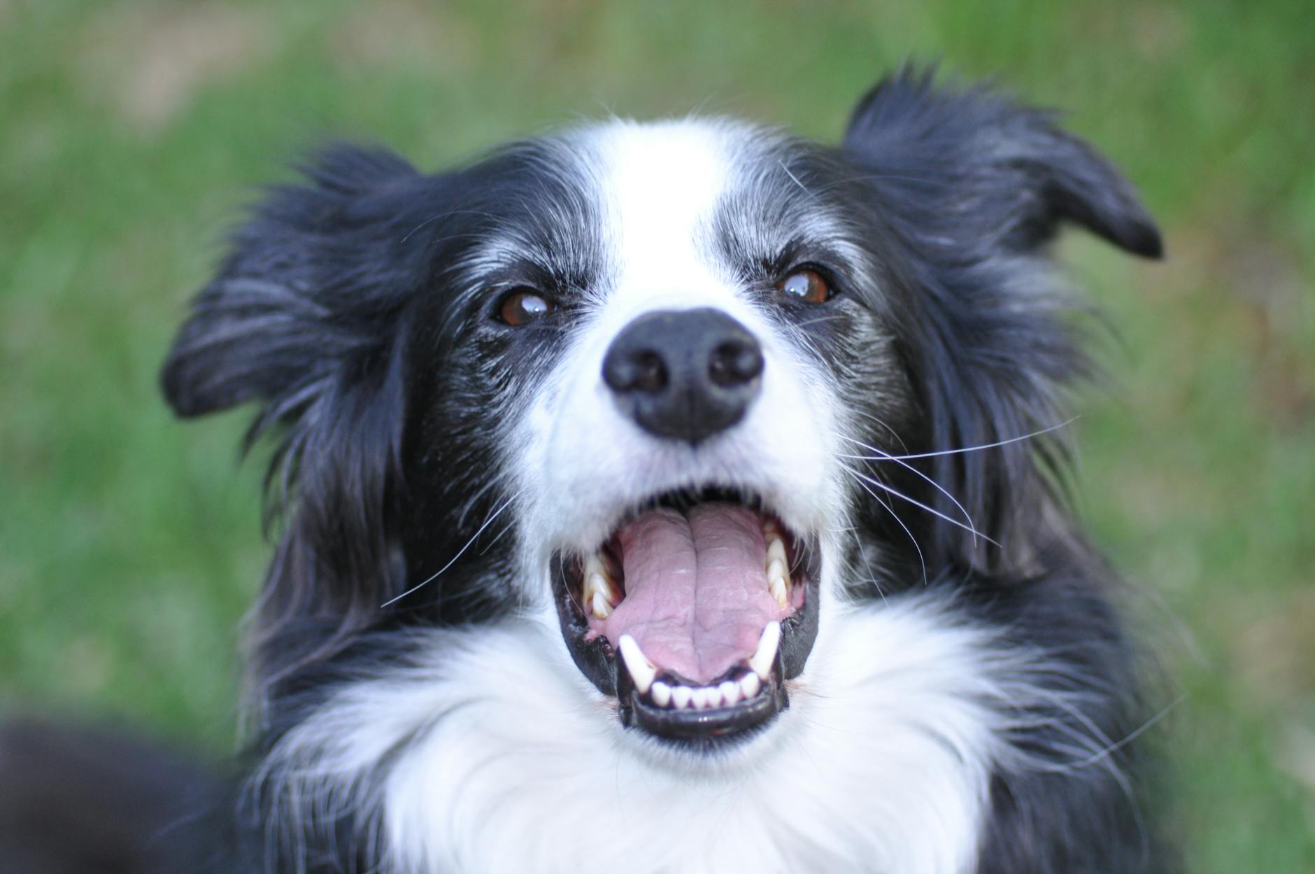 Comment calculer la ration de croquettes idéale pour votre chien