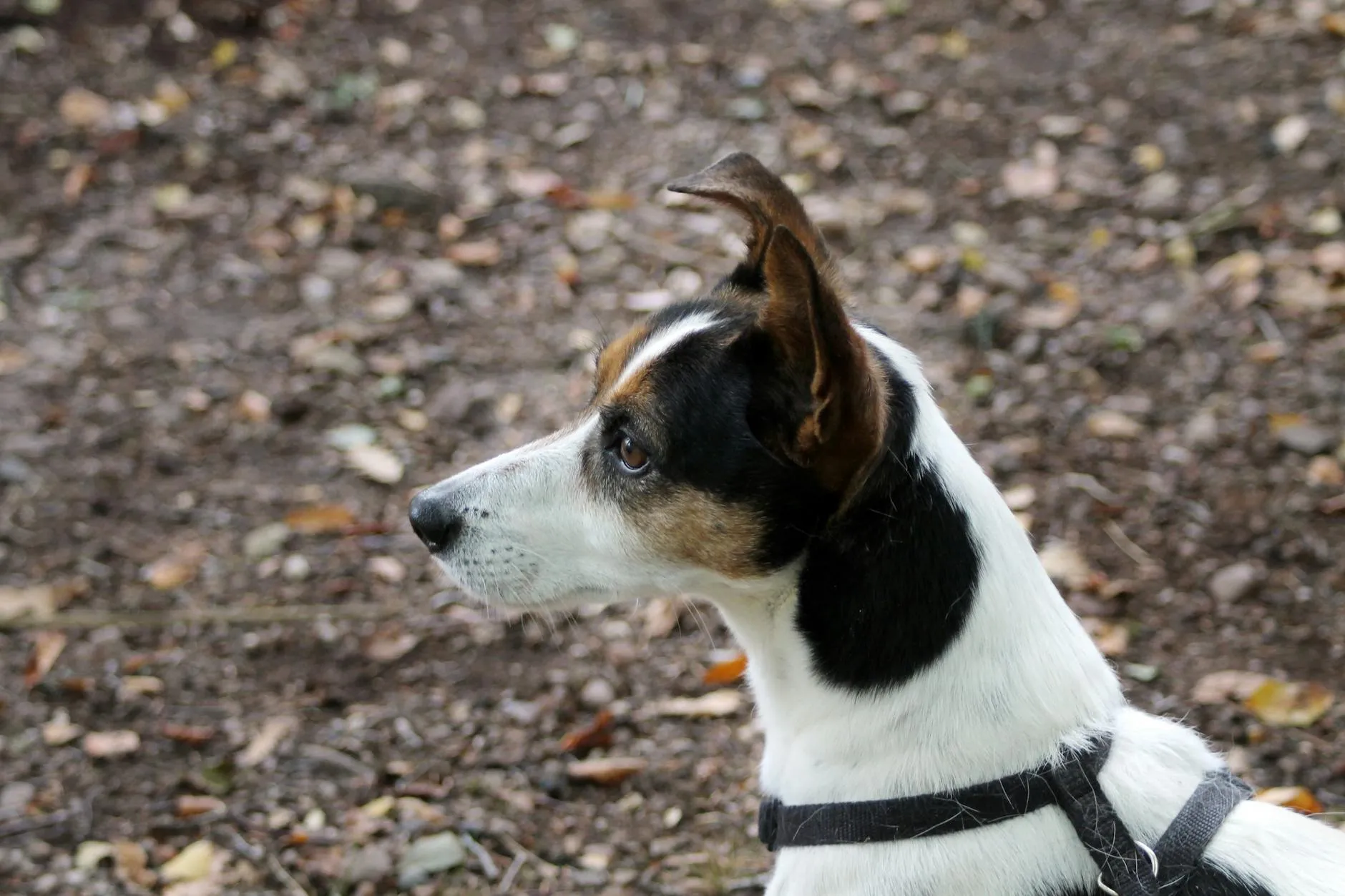 Chien observant