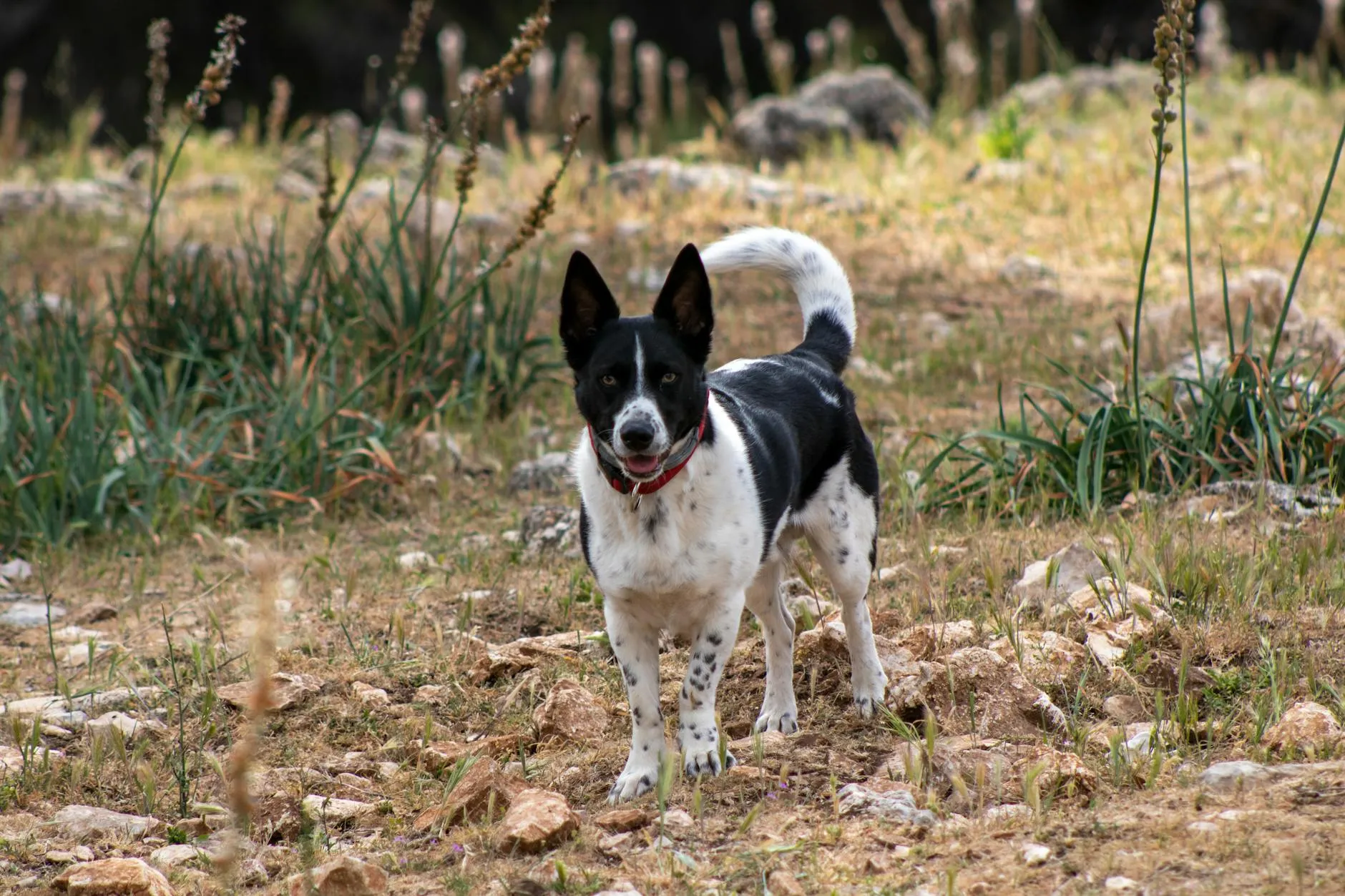 Border Collie intelligent
