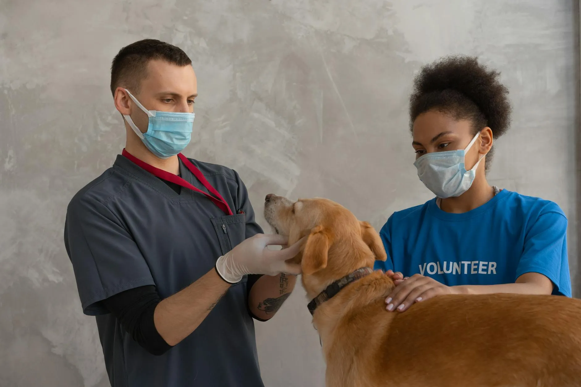 Chien en pleine santé chez le vétérinaire