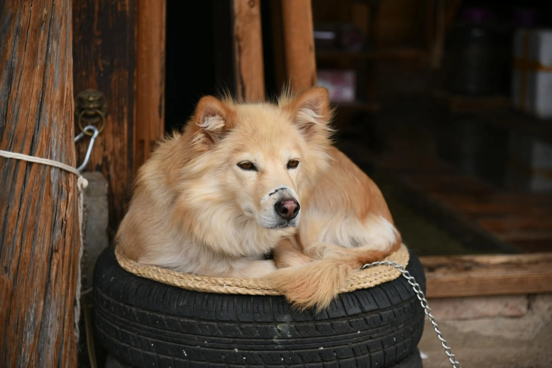 Chien fatigué montrant des signes de malaise