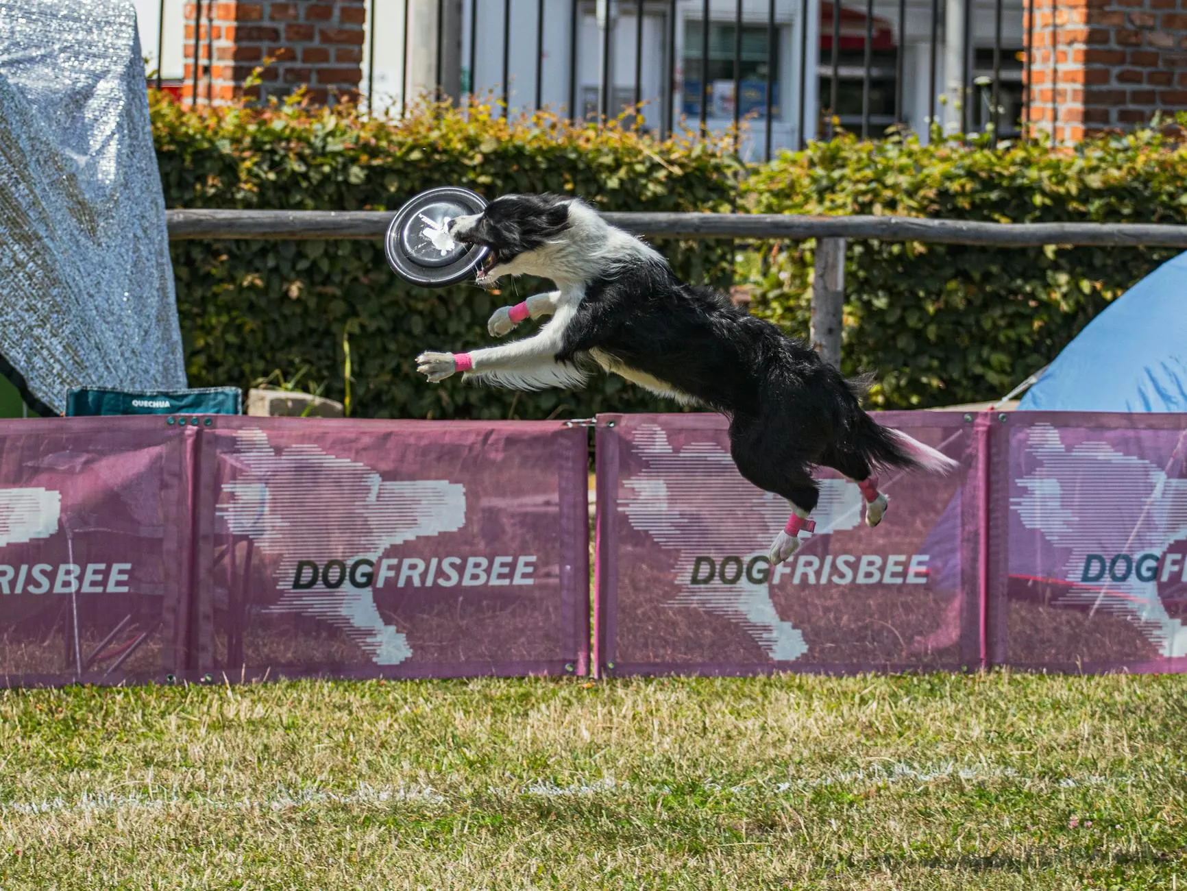 Chien adulte en activité physique
