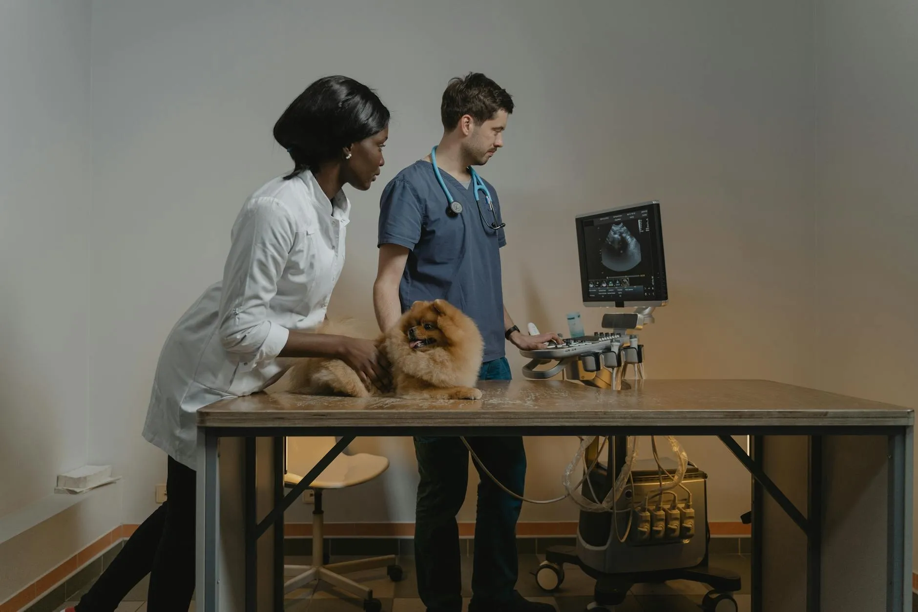 Vétérinaire et chien en consultation