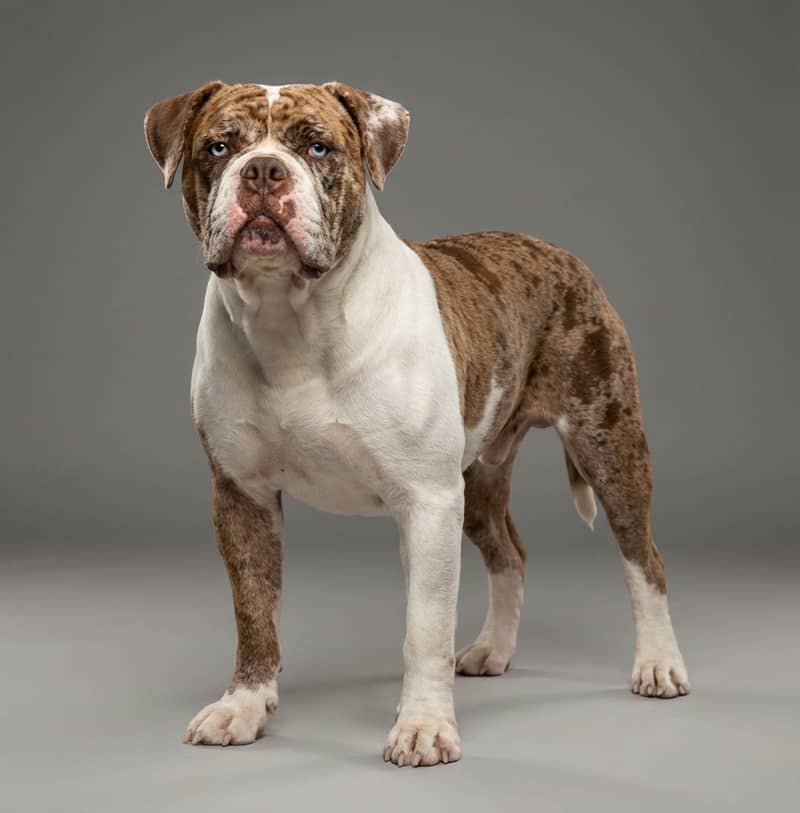 Photo de Bouledogue Blue Blood Alapaha