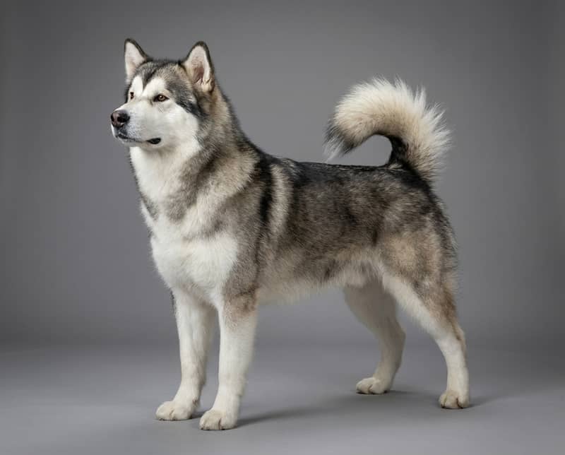 Photo de Malamute de l'Alaska