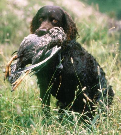 Photo de Chien d'Eau Américain