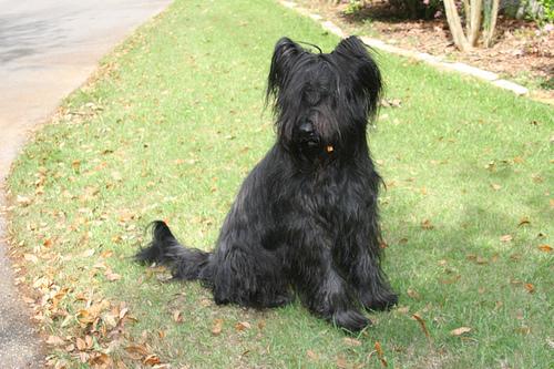 Photo Briard