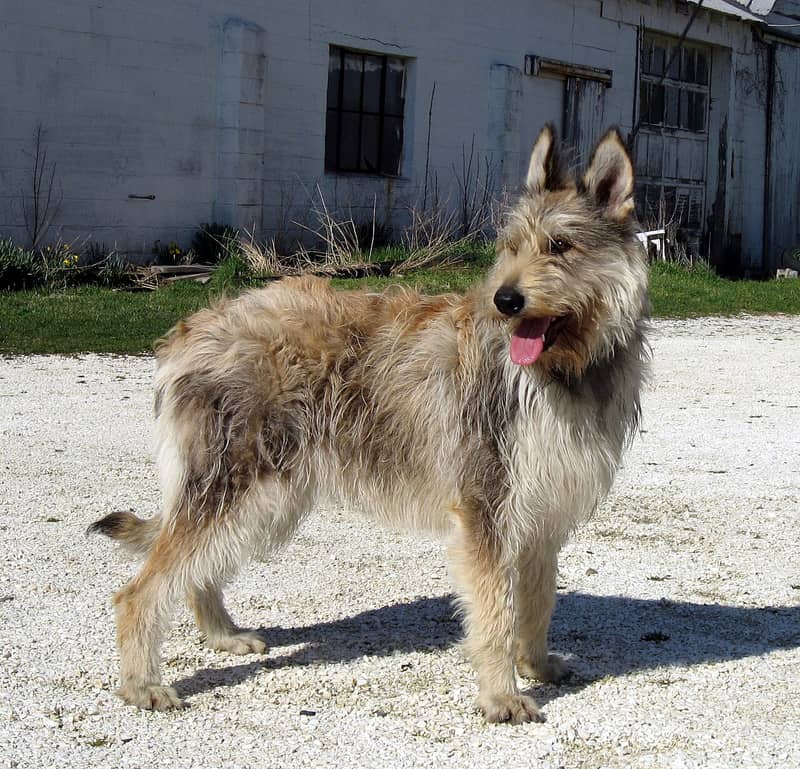 Photo de Berger de Picardie