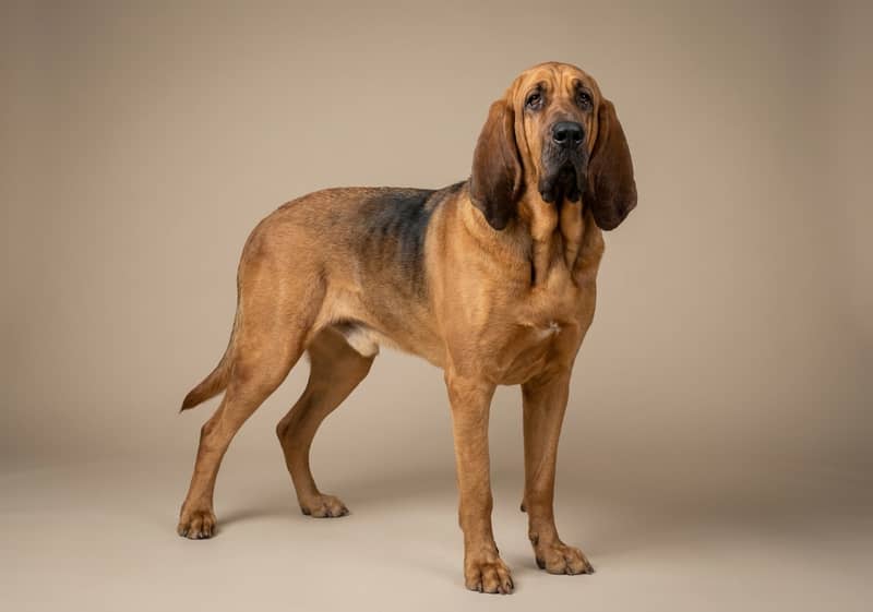 Photo de Chien de Saint-Hubert