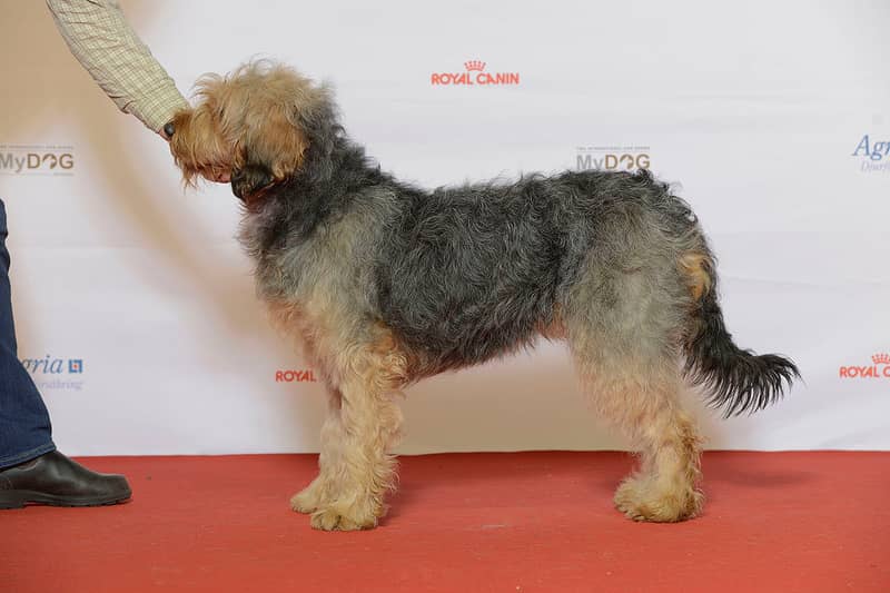 Photo de Chien Courant de Bosnie à Poil Raide - Barak