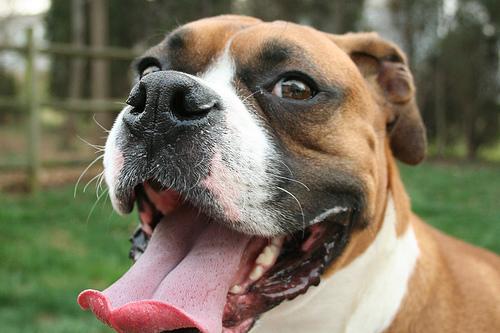 Photo Boxer
