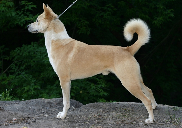 Photo de Chien de Canaan