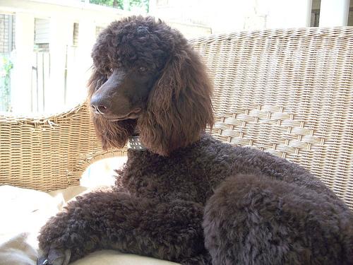 Photo de Caniche
