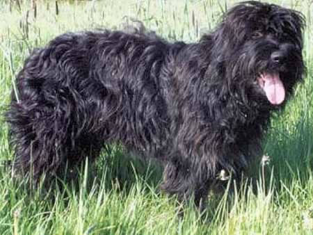 Photo de Chien de Berger de la Serra de Aires