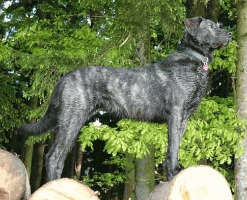Photo de Cão de Castro Laboreiro