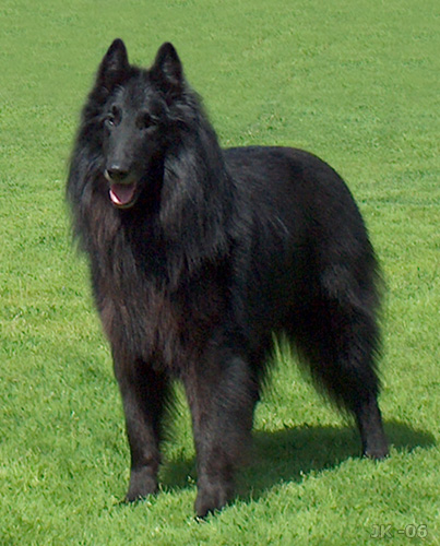 Photo de Chien de Berger Belge