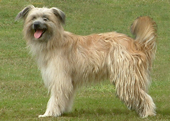 Photo de Chien de Berger des Pyrénées à Poil Long