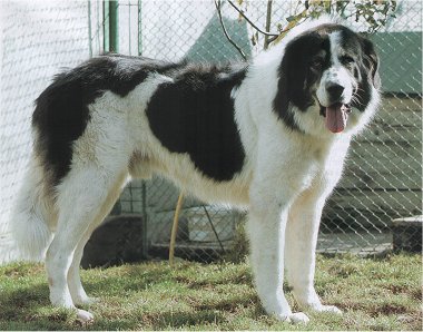 Photo de Chien de Berger Roumain de Bucovine