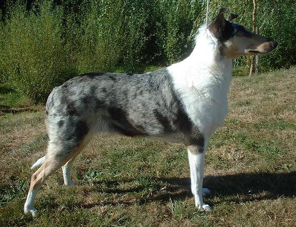Photo de Collie à Poil Court