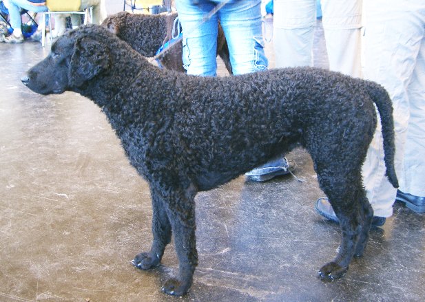 Photo de Retriever à Poil Bouclé