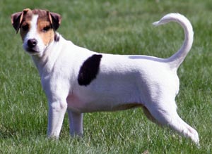 Photo de Chien de Ferme Dano-Suédois