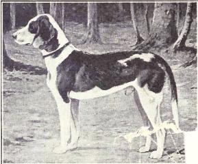 Photo de Brachet Allemand