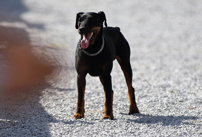 Photo de Terrier de Chasse Allemand