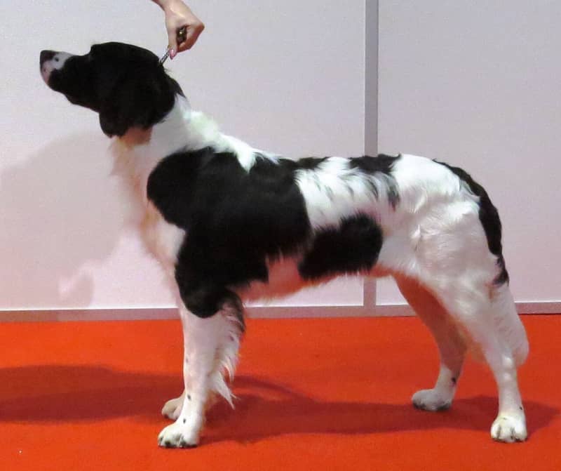 Photo de Chien de Perdrix de Drente