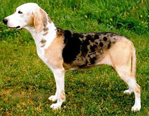 Photo de Dunker (Chien Courant Norvégien)