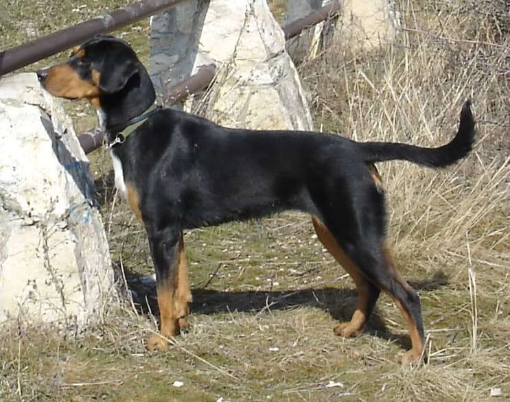 Photo de Chien Courant de Transylvanie
