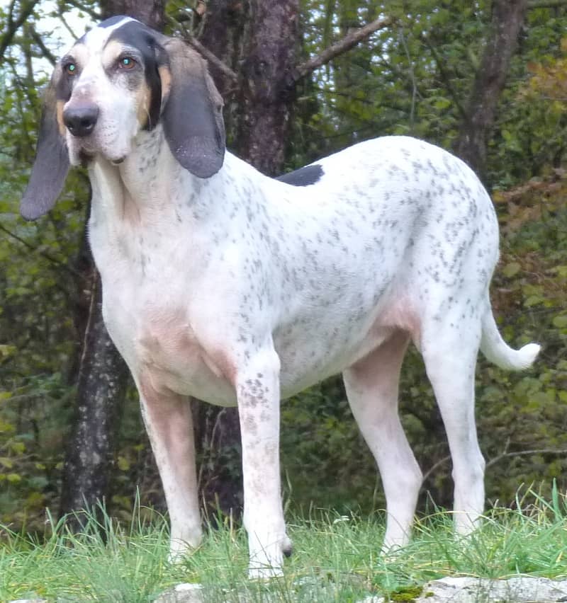 Photo de Gascon Saintongeois