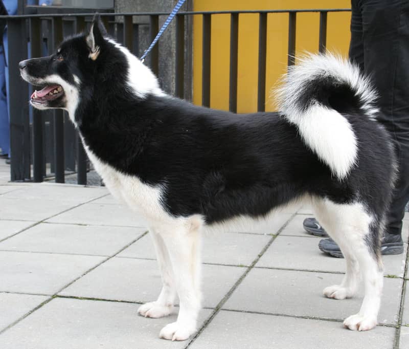 Photo de Chien du Groenland