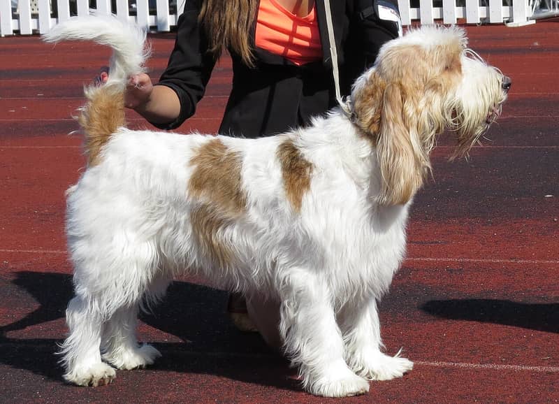 Photo de Grand Basset Griffon Vendéen