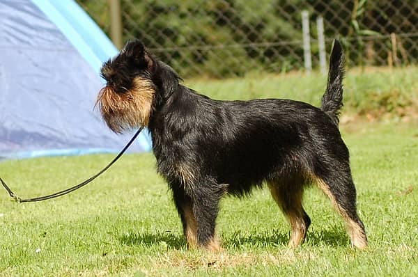 Photo de Griffon Belge
