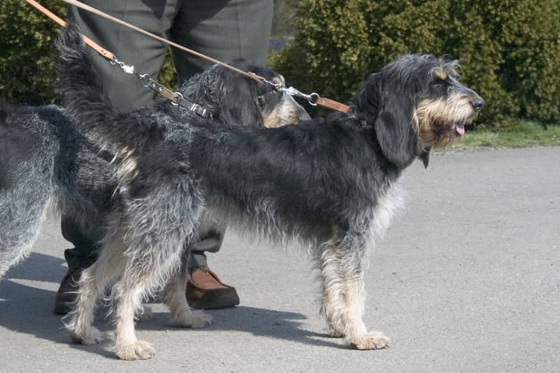 Photo de Griffon Bleu de Gascogne