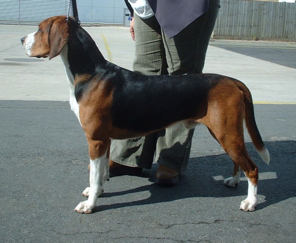 Photo de Chien Courant de Hamilton