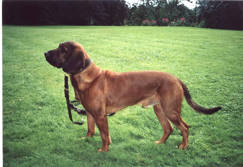 Photo de Chien de recherche au sang de Hanovre
