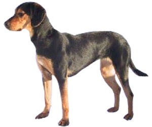 Photo de Chien Courant Grec