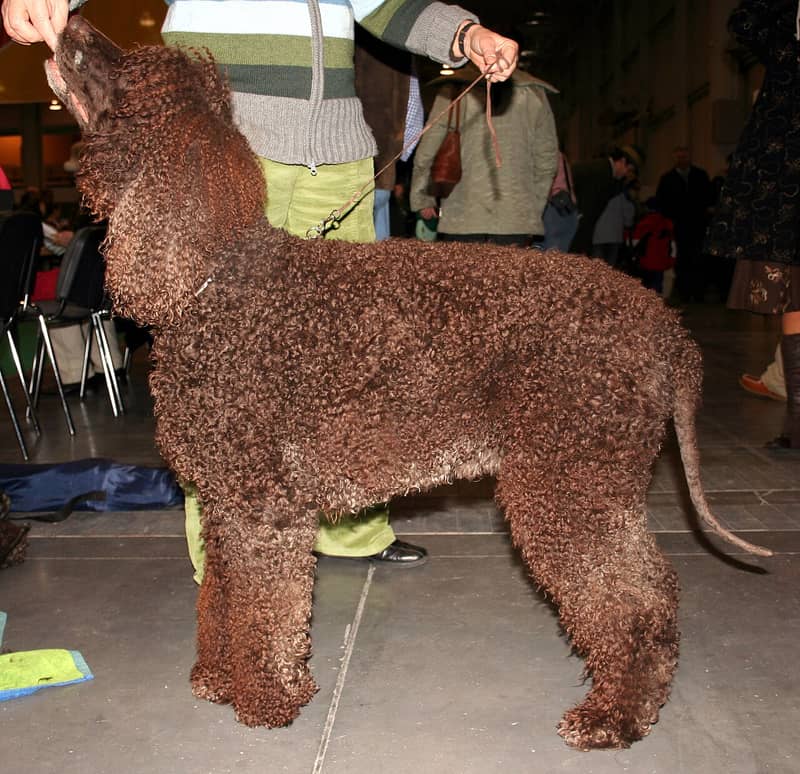 Photo de Chien d'Eau Irlandais