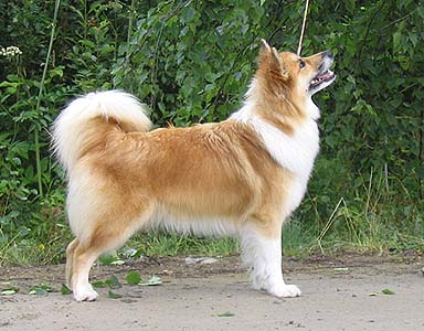 Photo de Chien de Berger Islandais