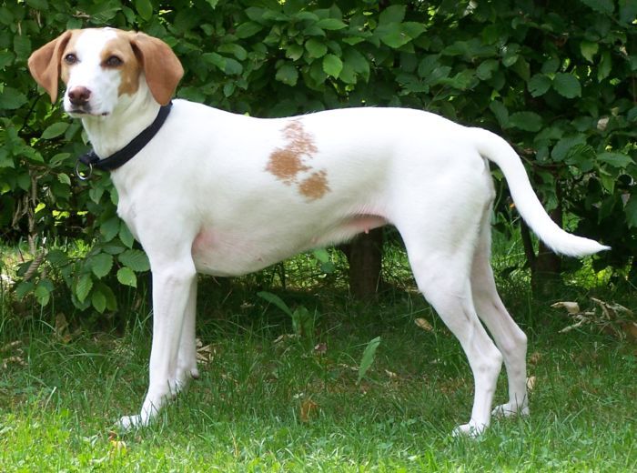 Photo de Chien Courant d'Istrie à Poil Ras