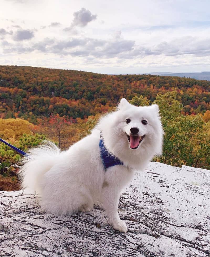 Photo Japanese Spitz