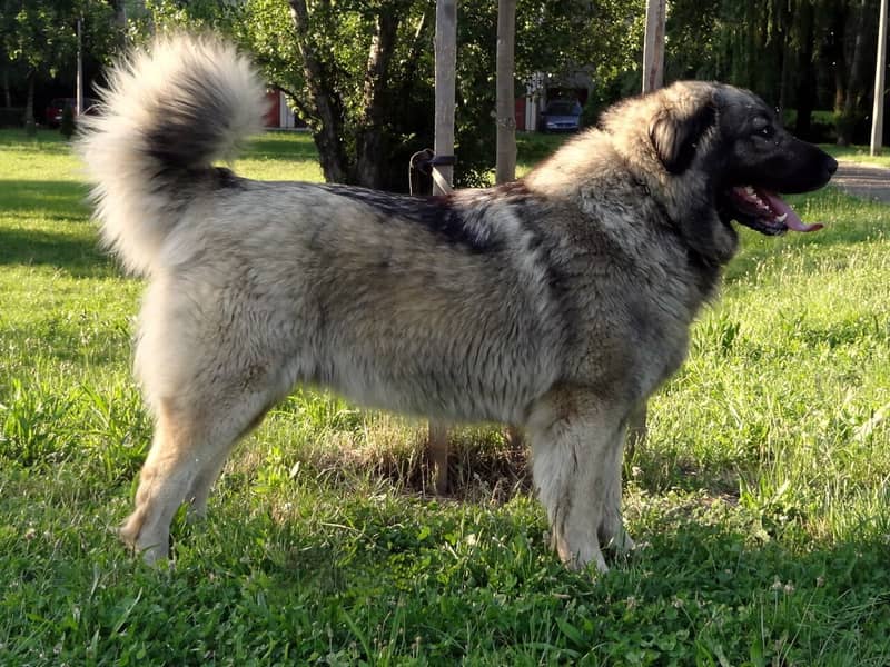Photo de Chien de Berger Yougoslave de Charplanina