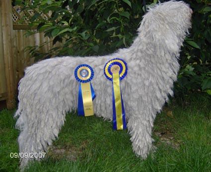 Photo Komondor