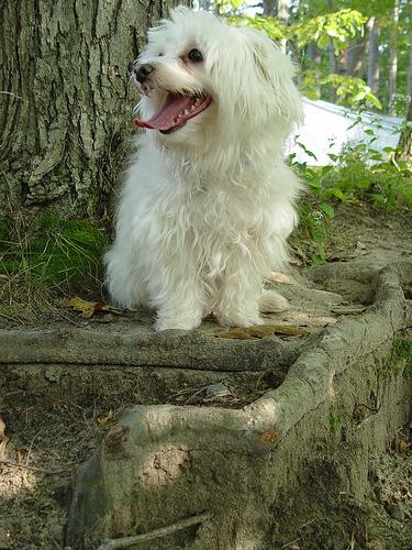 Photo Maltese